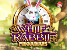 White Rabbit. 